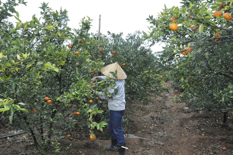 Mô hình trồng cam Canh ở khu Trới 8, phường Hoành Bồ (TP Hạ Long) cho thu nhập cao.