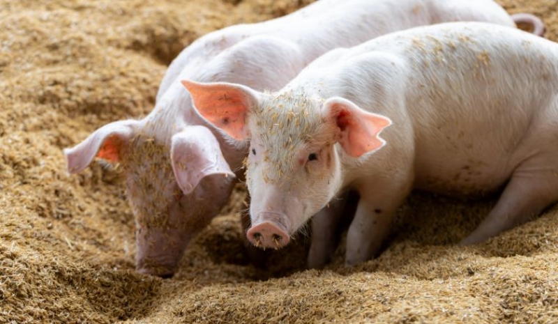 Giá heo hơi hôm nay 11/11 tại miền Bắc giảm rải rác tại một vài địa phương. ( Ảnh minh họa).