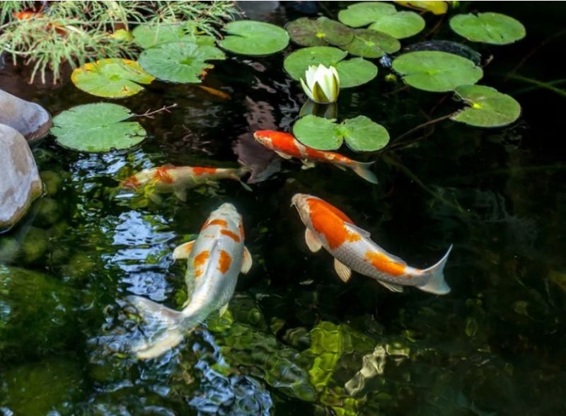 Cá Koi trở thành mối quan tâm mới trong quan hệ Nhật Bản - Trung Quốc