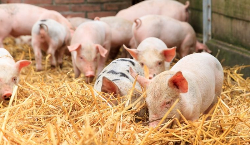 Giá heo hơi hôm nay 13/11: Giảm ở vài địa phương, cao nhất 55.000 đồng/kg