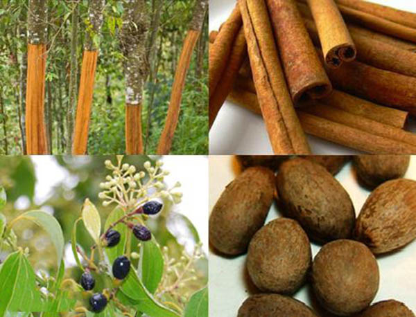 Quế Việt Nam là nguồn nguyên liệu vô cùng quan trọng đối với thành viên SSI