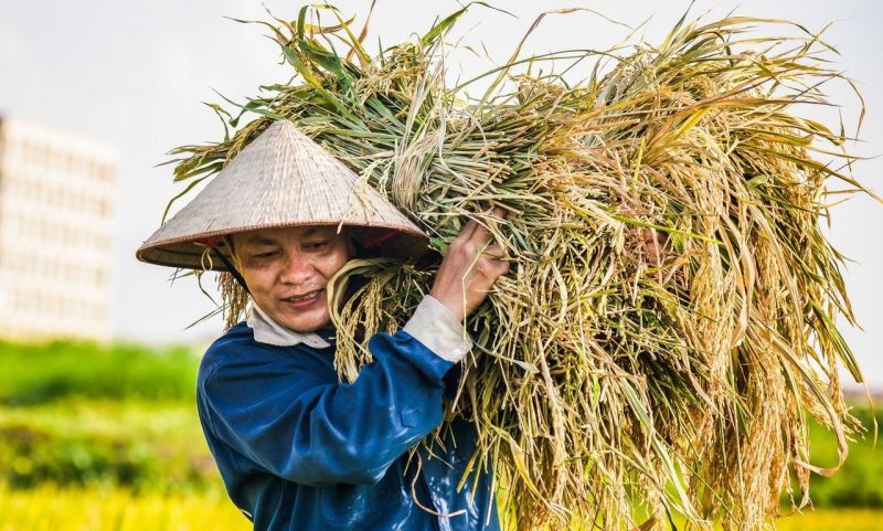 Giá lúa gạo hôm nay 20/11: Giảm với một số loại lúa