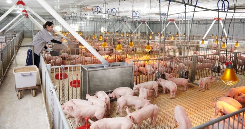 Khó khăn chồng chất, doanh nghiệp chăn nuôi đuối sức