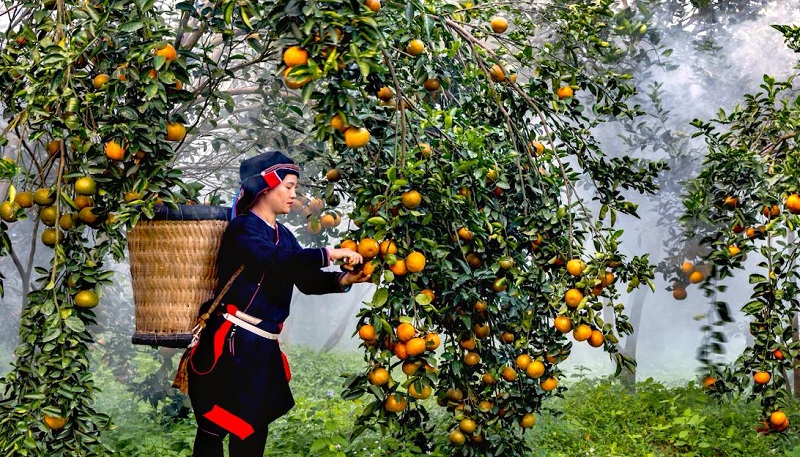 Cam sành Hà Giang có được danh tiếng và đặc thù là nhờ khu vực địa lý rất thích hợp với quá trình sinh trưởng của cây cam sành và kinh nghiệm tích lũy được của người dân trồng cam