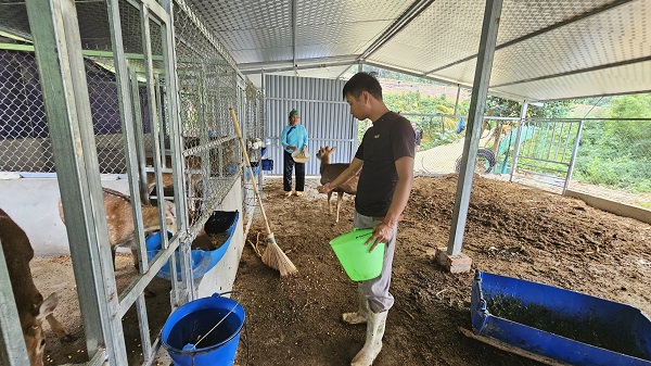 Mô hình nuôi hươu sao lấy nhung của gia đình anh anh La Văn Lưu, thôn Đồng Quang, xã Quang Kim bước đầu mang lại hiệu quả kinh tế cao