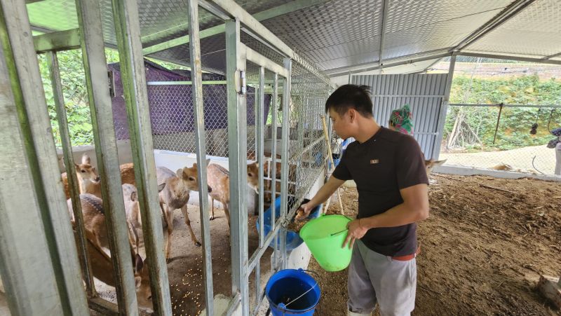 Mô hình nuôi hươu lấy nhung giúp bà con thoát nghèo, vươn lên làm giàu