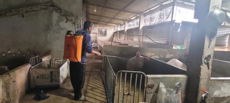 Lào Cai lên kế hoạch chủ động phòng dịch tả lợn châu Phi từ xa, từ sớm