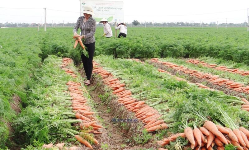 Mô hình trồng cà rốt tại xã Đức Chính đem lại hiệu quả kinh tế cao
