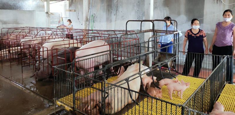 Vĩnh Phúc: Chủ động các giải pháp phòng, chống bệnh dịch tả Châu Phi