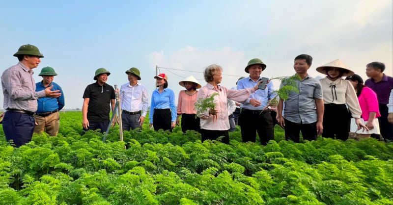 Các đại biểu tham quan mô hình trồng cà rốt tại huyện Cẩm Giàng .