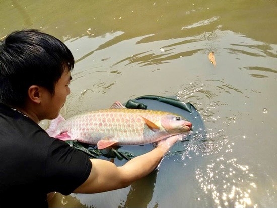 Cá bỗng Hà Giang