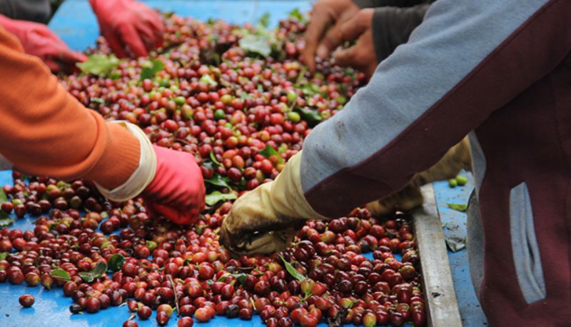Vụ thu hoạch cà phê năm nay, nông dân Gia Lai phấn khởi vì cà phê được giá, năng suất tương đối ổn định