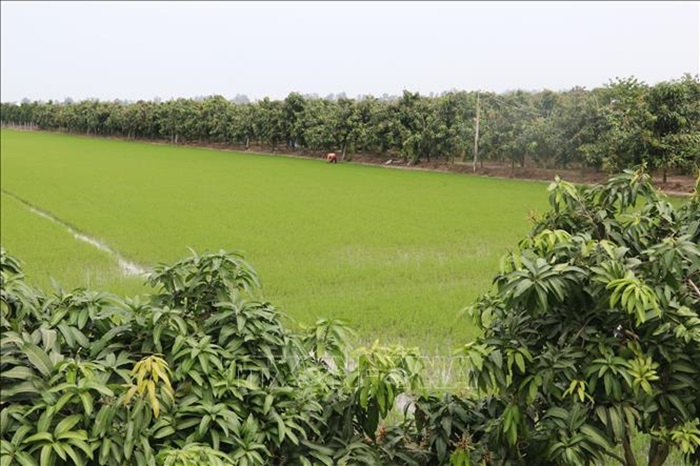 Có 327 ha đất trồng lúa được chuyển sang trồng xoài trong năm 2023