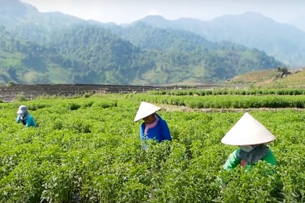 Lào Cai hơn 200 ha đất trồng lúa được chuyển đổi trong năm 2023. ảnh THLC