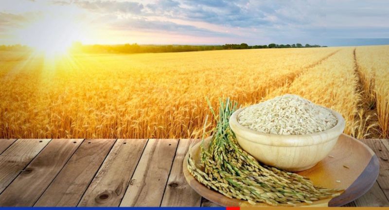 Giá lúa gạo hôm nay 08/12: Duy trì ổn định, gạo đẹp neo cao