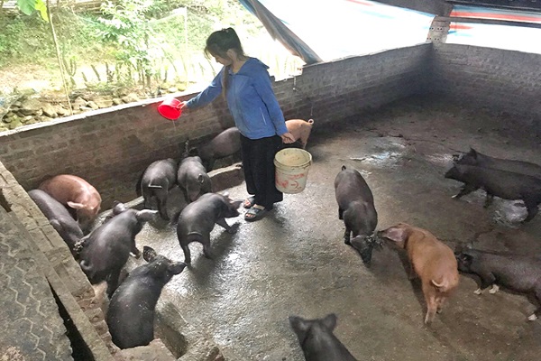 Đàn lợn đen của gia đình ông Châu A Cáng xã Nậm Chày (Văn Bàn, Lào Cai)