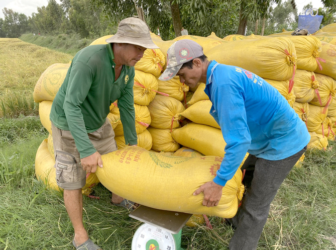 Giá lúa gạo hôm nay 9/12: Giá gạo xuất khẩu quay đầu giảm