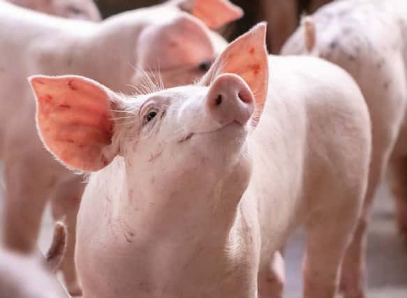 Giá heo hơi hôm nay 9/12: Điều chỉnh trái chiều ở một số địa phương