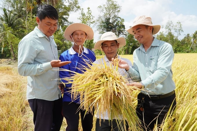 Giá lúa gạo hôm nay duy trì ổn định. (Ảnh minh họa)