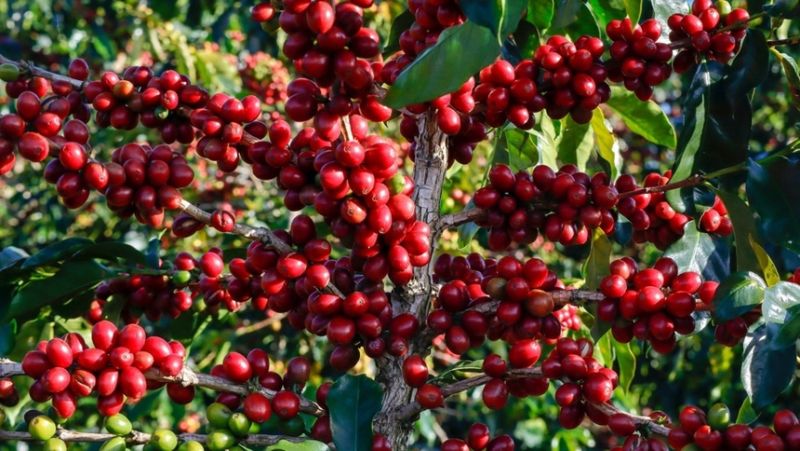 Giá cà phê hôm nay 15/12: Tiếp tục tăng, cao nhất gần 66.000 đồng/kg