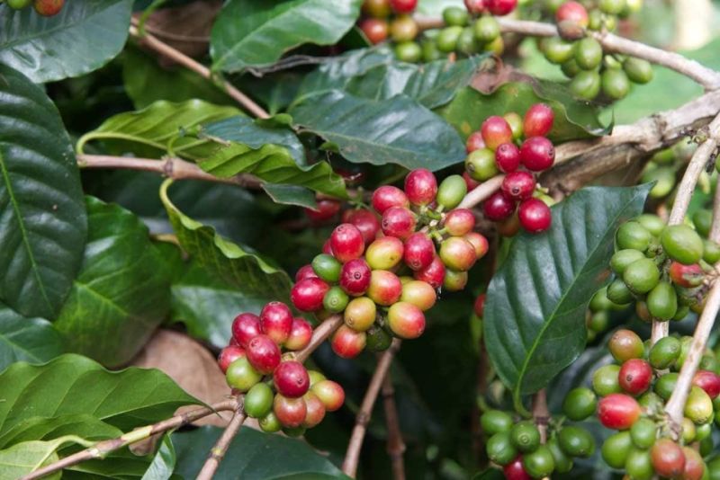 Giá cà phê trong nước cao nhất 66.000 đồng/ kg. ( Ảnh minh hoạ).