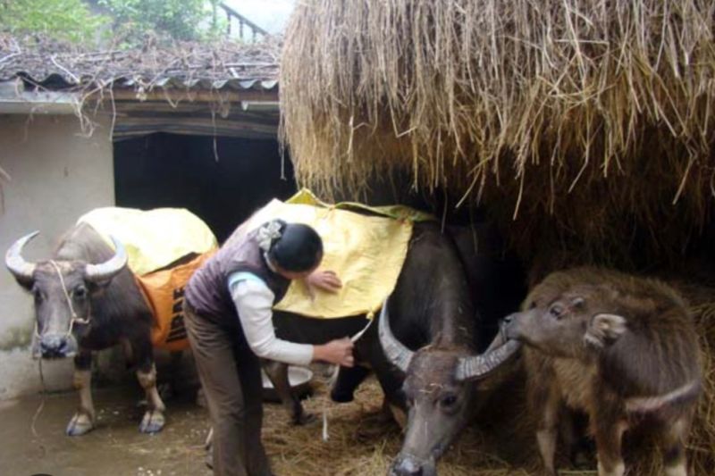 Bắc Ninh: Chủ động ứng phó với rét đậm trên diện rộng khu vực Bắc Bộ