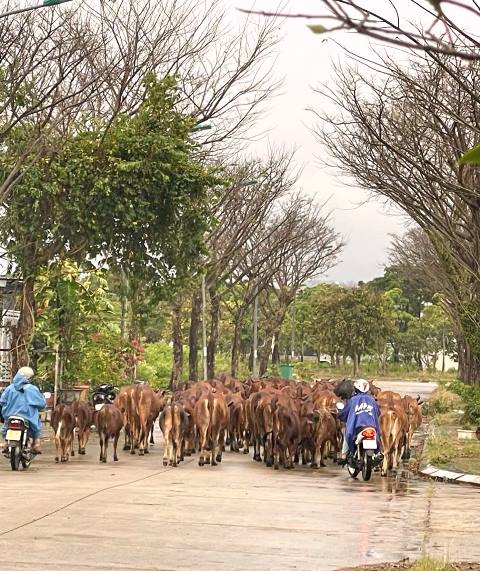 Bò thả rong trên đường số A02, khu đô thị sinh thái Golden Hills. Ảnh chụp chiều ngày 17/12/2023