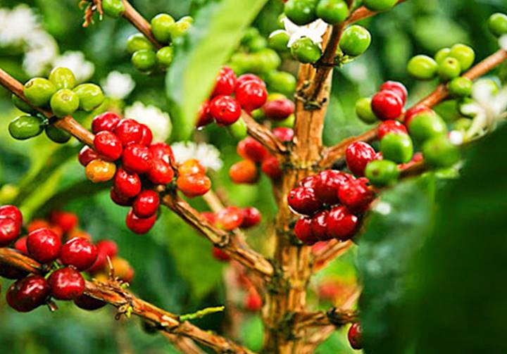 Thị trường cà phê trong nước tăng so với cùng thời điểm hôm qua. Tổng kết tuần, giá cà phê nội địa tăng trung bình 6.000 đồng/kg. ( Ảnh minh hoạ).