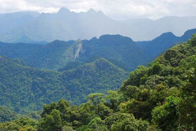 Quảng Bình là tỉnh đứng thứ 2 cả nước với độ che phủ rừng đạt 68,7%, diện tích rừng lên đến 590.000 ha.