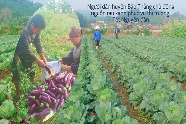 tỉnh Lào Cai đã tập trung sản xuất rau an toàn, bảo đảm nguồn cung, phục vụ thị trường Tết Nguyên đán 2024. ảnh CTTDT
