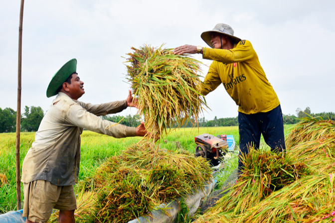 Giá lúa gạo hôm nay duy trì ổn định. (Ảnh minh họa)