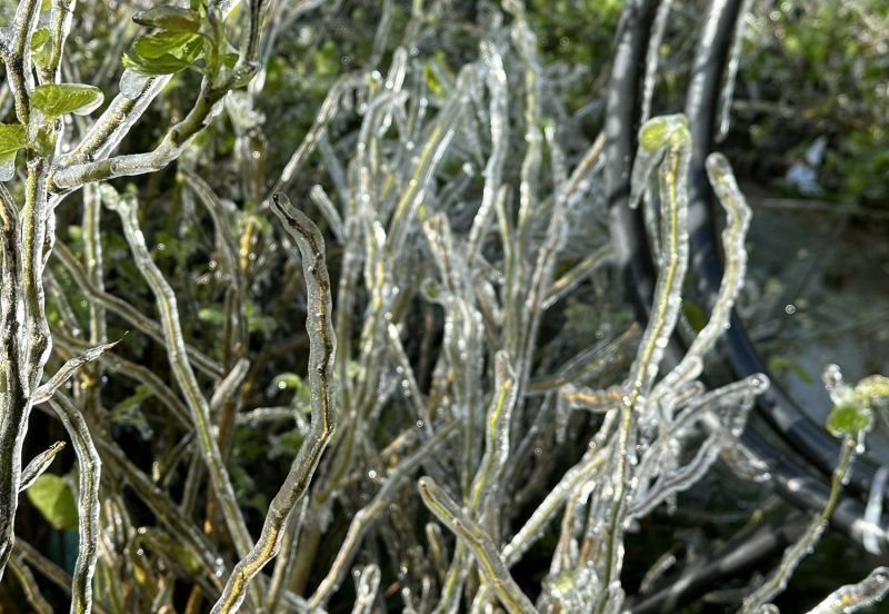 Cây cối xung quanh khu vực chùa Đồng Yên Tử bị bao phủ bởi lớp băng mỏng (Ảnh: Đức Mạnh).