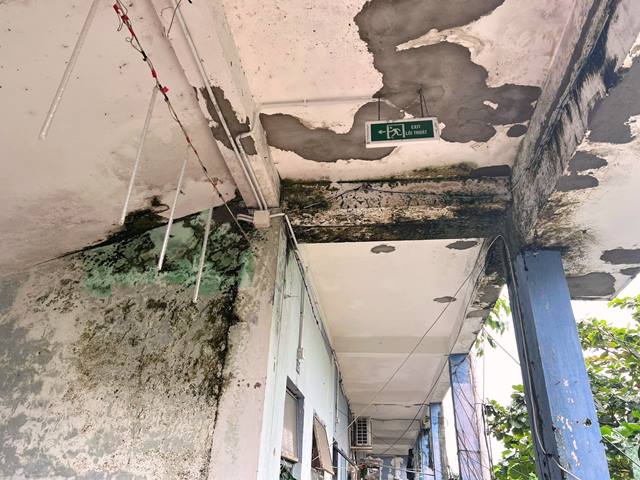 Các bức tường chung cư mặt tiền đường Trần Anh Tông bị bong tróc, cây cối mọc um tùm