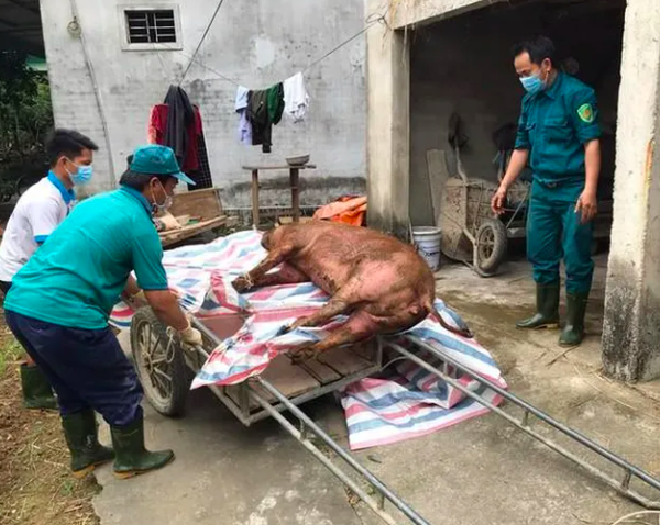 Phát hiện hơn 100 ổ dịch tả lợn châu Phi tại Nghệ An