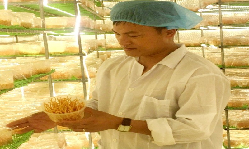 Anh Nguyễn Văn Tuấn người đầu tiên nghiên cứu thành công nấm đông trùng hạ thảo ở tỉnh Thanh Hóa