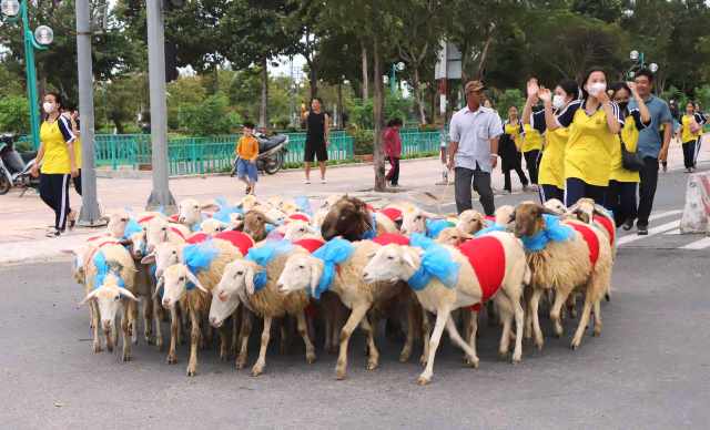 Trong khu&ocirc;n khổ Lễ hội Ẩm thực Ninh Thuận lần n&agrave;y ngo&agrave;i hoạt động diễu h&agrave;nh &ldquo;cừu xuống phố&rdquo; c&ograve;n c&oacute; nhiều hoạt động văn h&oacute;a