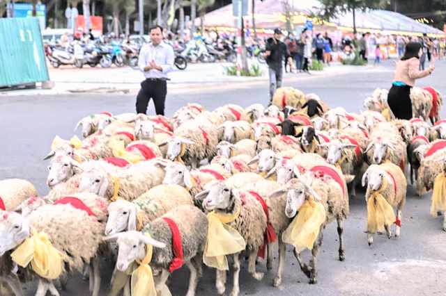Độc đ&aacute;o c&oacute; một kh&ocirc;ng hai của khoảng 300 ch&uacute; cừu Ninh Thuận. Ảnh Ho&agrave;ng Xu&acirc;n Hướng