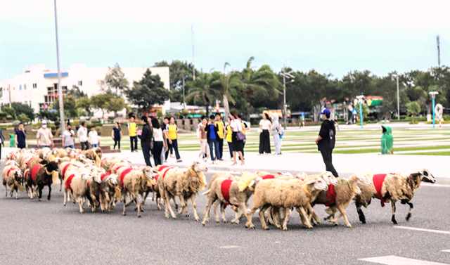 Nhiều kh&aacute;ch thập phương lần đầu ti&ecirc;n anh được chứng kiến những ch&uacute; cừu diễu h&agrave;nh tr&ecirc;n đường phố. Ảnh Ho&agrave;ng Xu&acirc;n Hướng