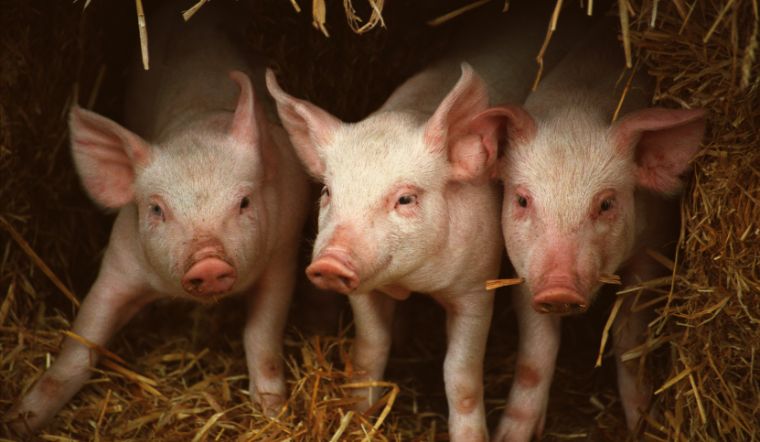 Giá heo hơi hôm nay 30/12: Ổn định, cao nhất 52.000 đồng/kg