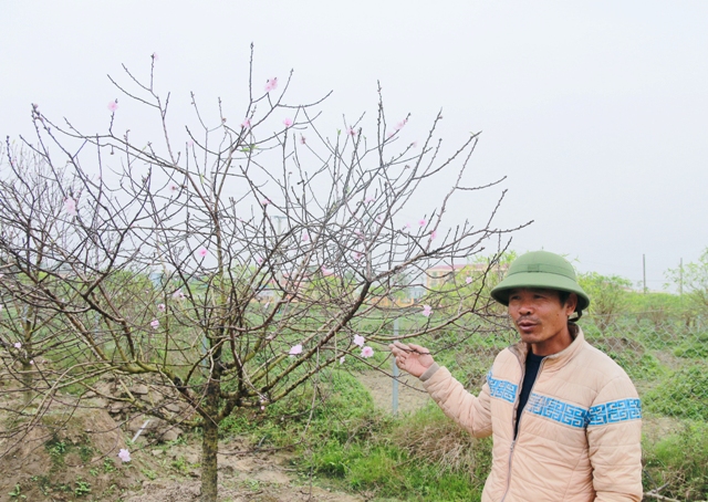 Anh Nguyễn Văn Đệ người có kinh nghiệm trồng đào lâu năm ở Quảng Chính.