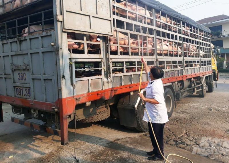 Kiểm tra, tiêu độc khử trùng động vật qua địa bàn