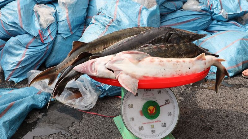 Lào Cai bắt giữ hơn 3 tấn cá tầm không rõ nguồn gốc