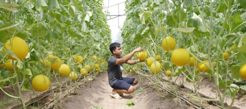 Sản xuất nông nghiệp an toàn: Hướng phát triển bền vững của ngành Nông nghiệp Vĩnh Phúc