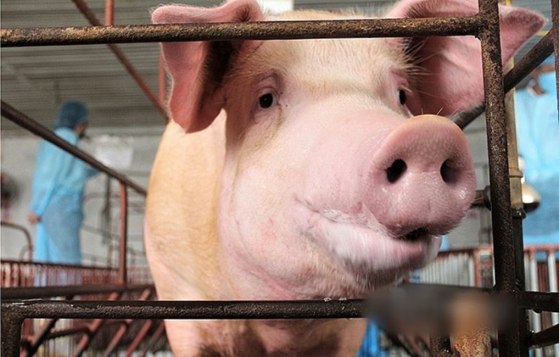 Giá heo hơi hôm nay 8/1: Lặng sóng, cao nhất 52.000 đồng/kg