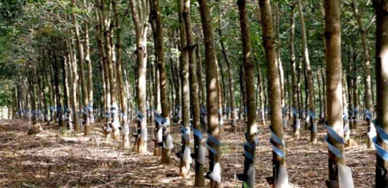 HAGL Agrico (HNG): Cổ đông Hoàng Anh Gia lai (HAG) muốn bán 13,3 triệu cổ phần