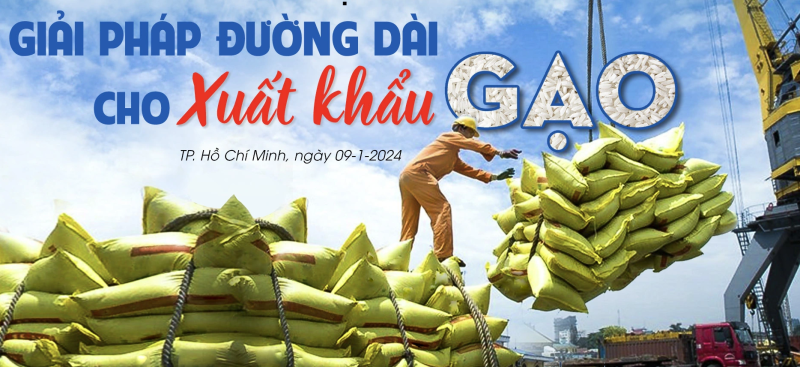 Giải pháp đường dài cho xuất khẩu gạo: Doanh nghiệp, nông dân cùng có lợi?