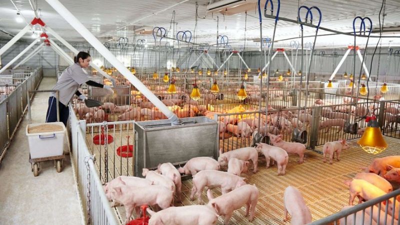 Giá heo hơi hôm nay 13/01: Tăng nhẹ ở một số tỉnh thành