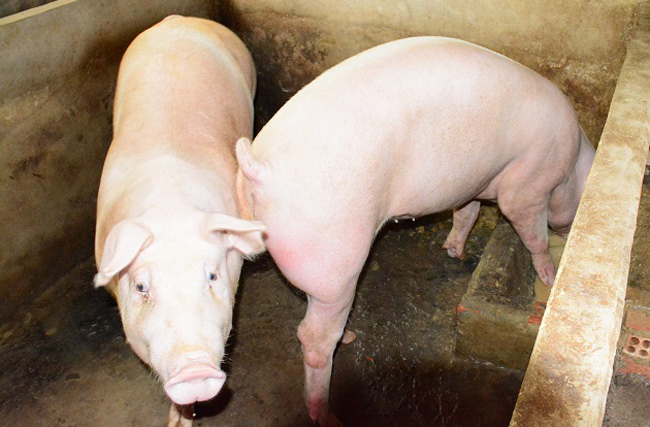 Thực hiện đồng bộ các giải pháp phòng, chống bệnh Dịch tả lợn (heo) Châu Phi