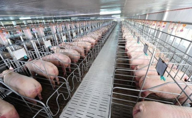 BaF Việt Nam (BAF) sắp thâu tóm một công ty ở Gia Lai