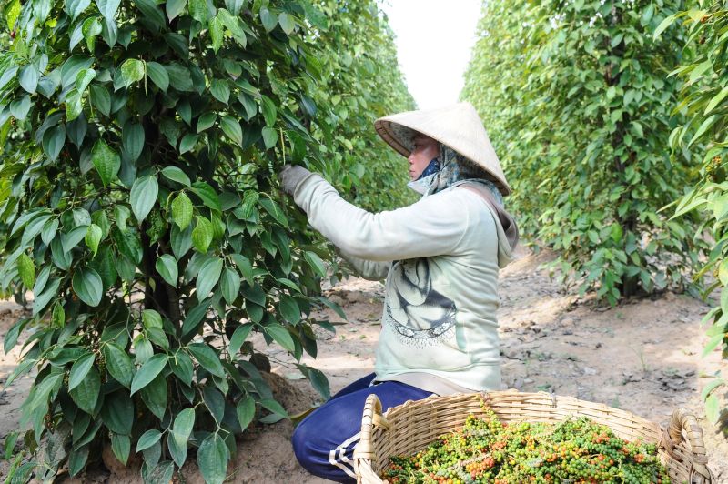 Giá tiêu hôm nay ngày 22/1/2024 tại các địa phương trong khu vực Tây Nguyên, Đông Nam Bộ ngày thứ 3 đứng giá, dao động từ 80.000 - 82.500 đồng/kg. ( Ảnh minh họa).